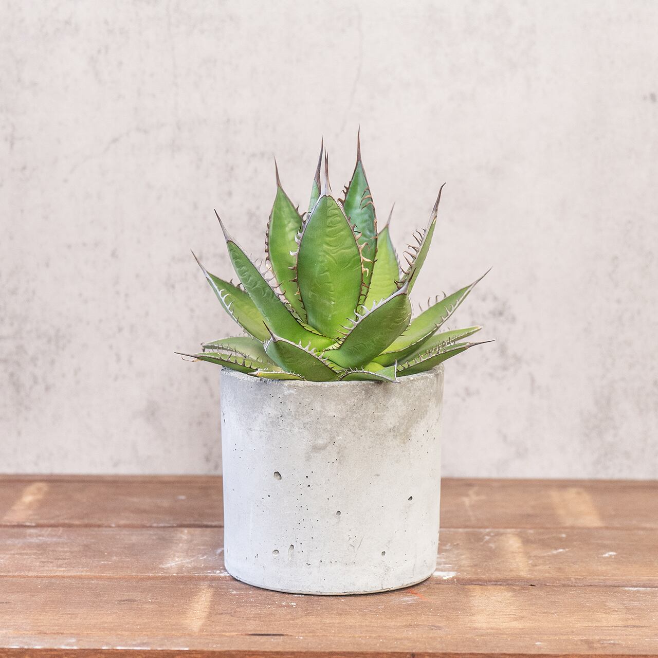 アガベ・ホリダ｜鋭いトゲと整ったフォルムが美しい一点物【モルタル鉢】