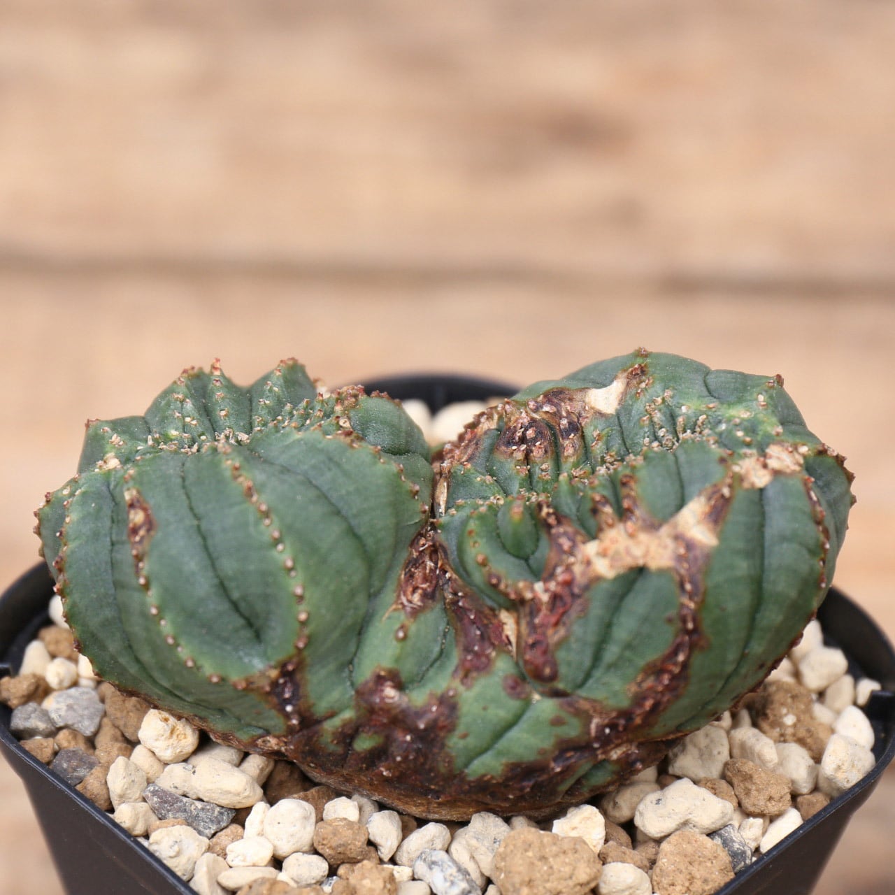 Euphorbia obesa D132【モンスト・綴化】ユーフォルビア オベサ - 観葉植物