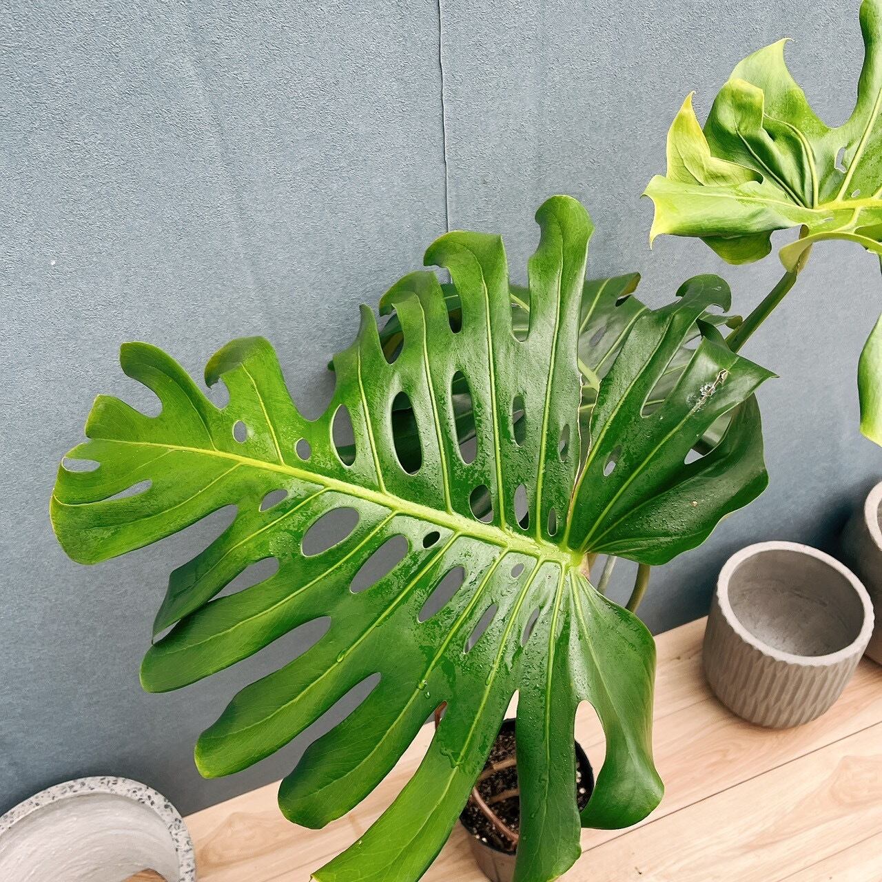 現品］28番 モンステラ デリシオーサ 幹上がり 8号 観葉植物 室内 大型