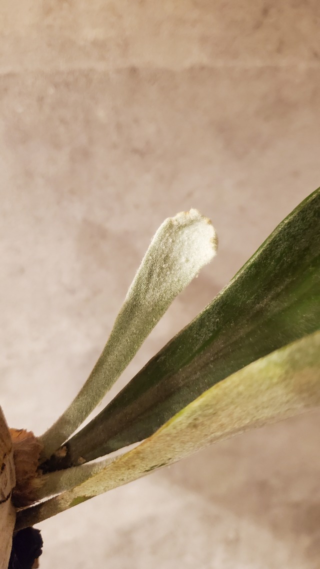 P.Monster 【artPLANTs】ビカクシダ/Platycerium