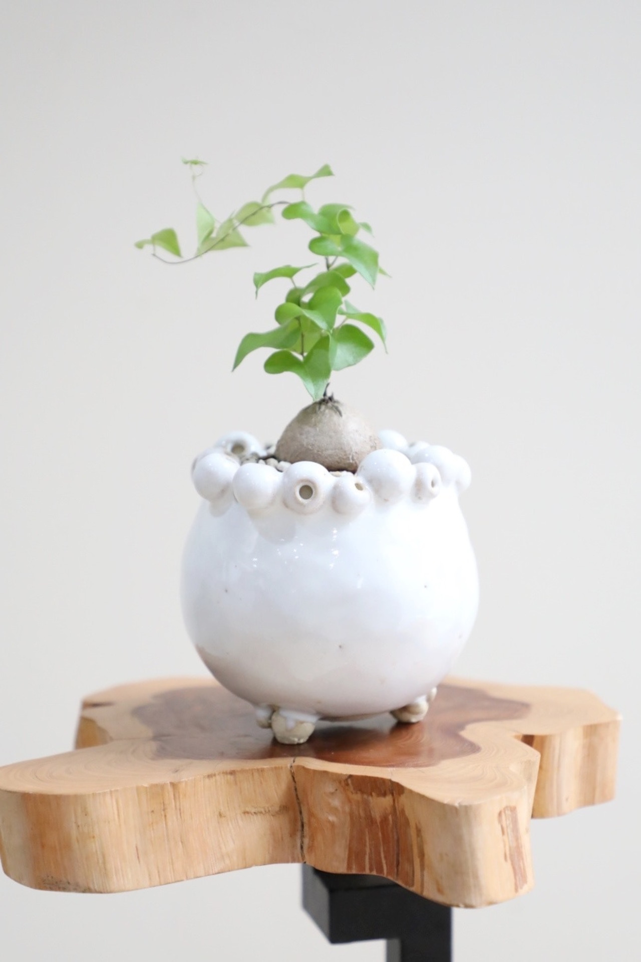 【作家鉢】【S】亀甲竜/Dioscorea elephantipes