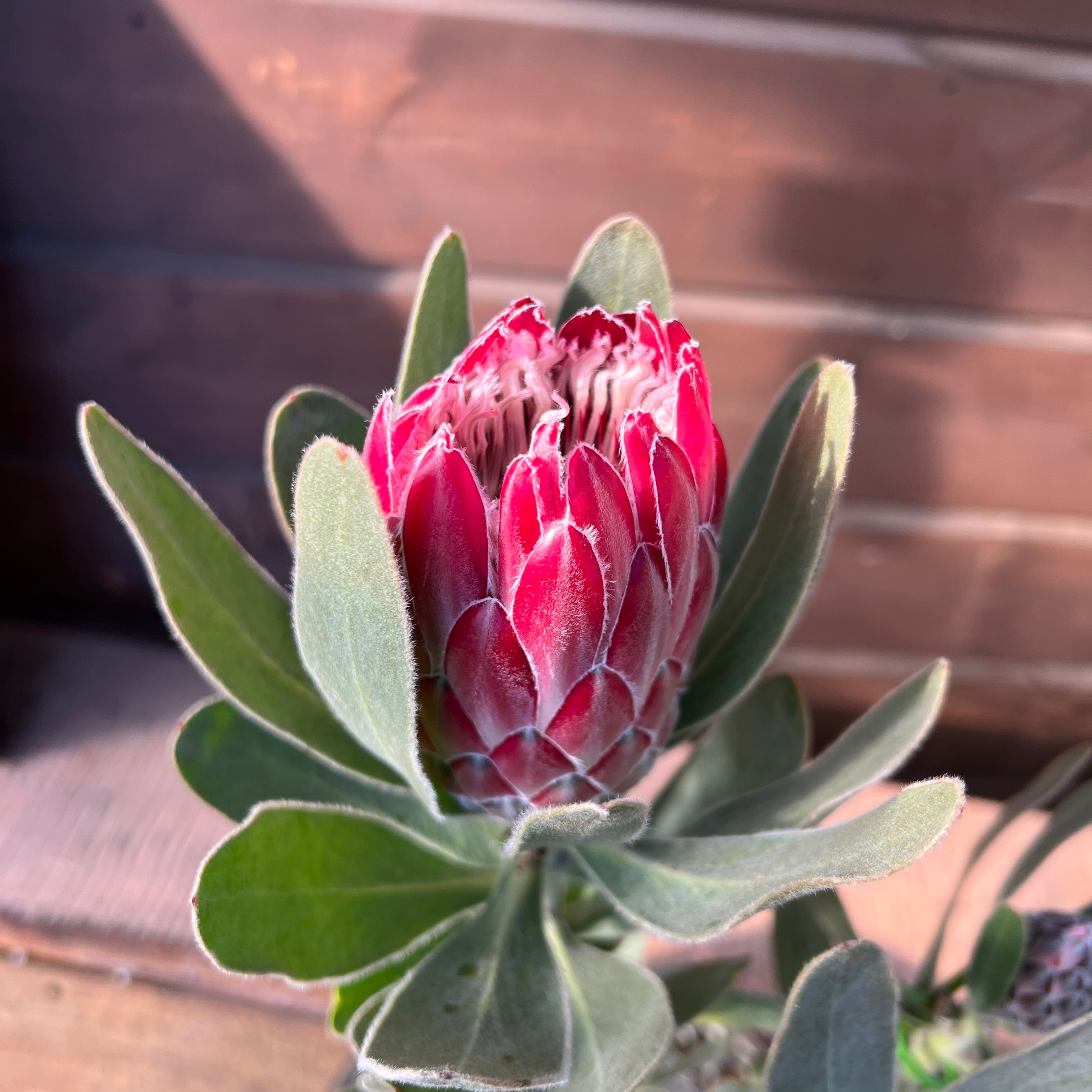 プロテア レッドバロン | 沼ノ上農園