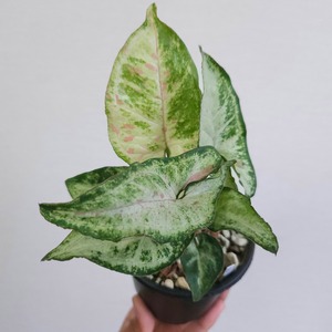 ①《シンゴニウム　コンフェッティ トリカラー》 Syngonium Confetti Tricolor／ 斑入り観葉植物 ／ ポット発送