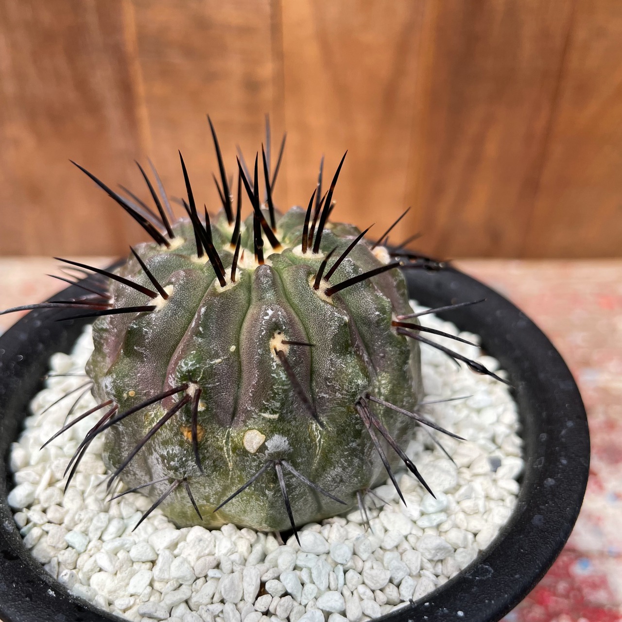Copiapoa cinerea v. dealbata【コピアポア・黒士冠・実生】