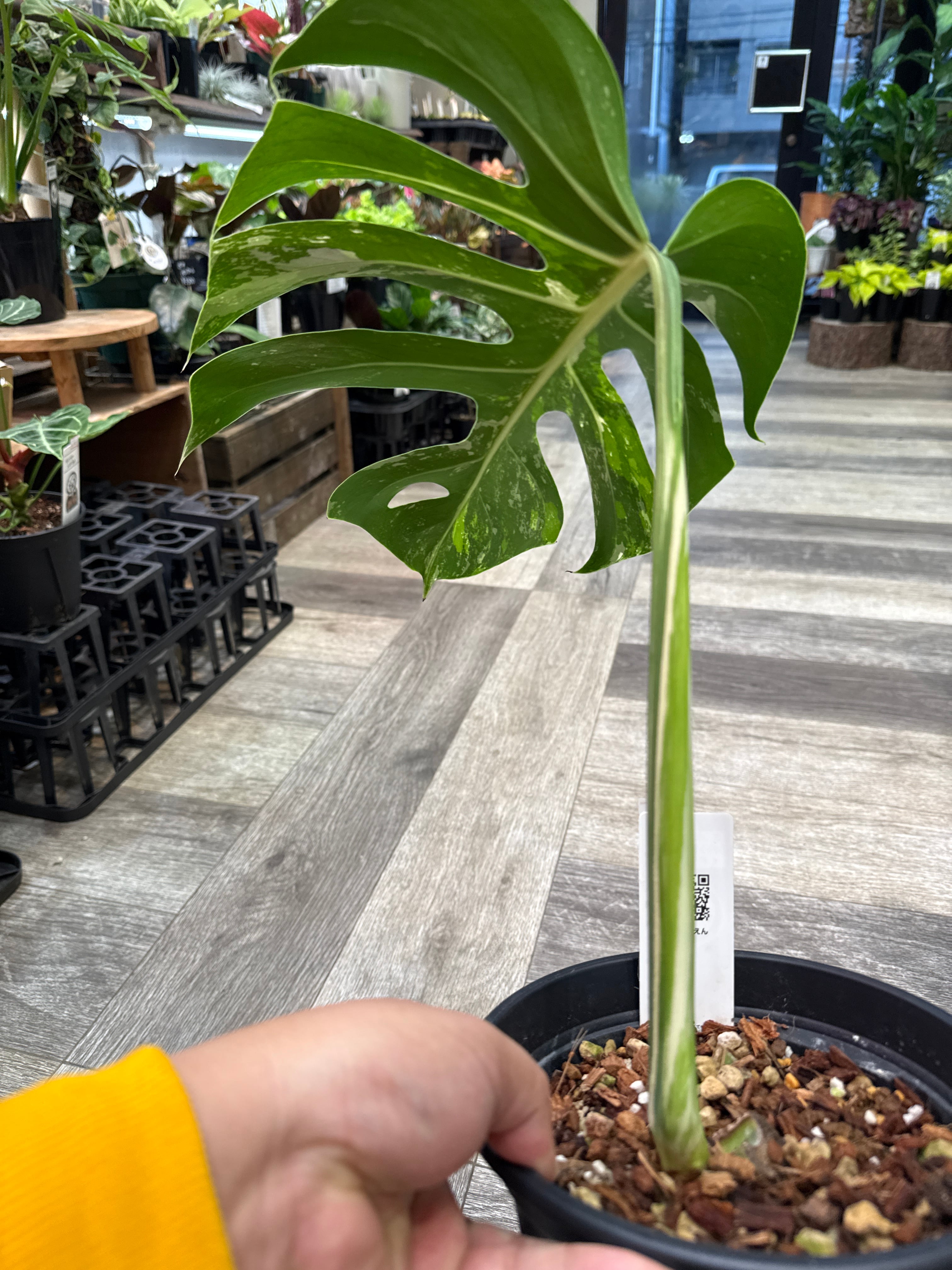 モンステラ Mint variegated (デリシオーサXボルシギアナ) | Garden