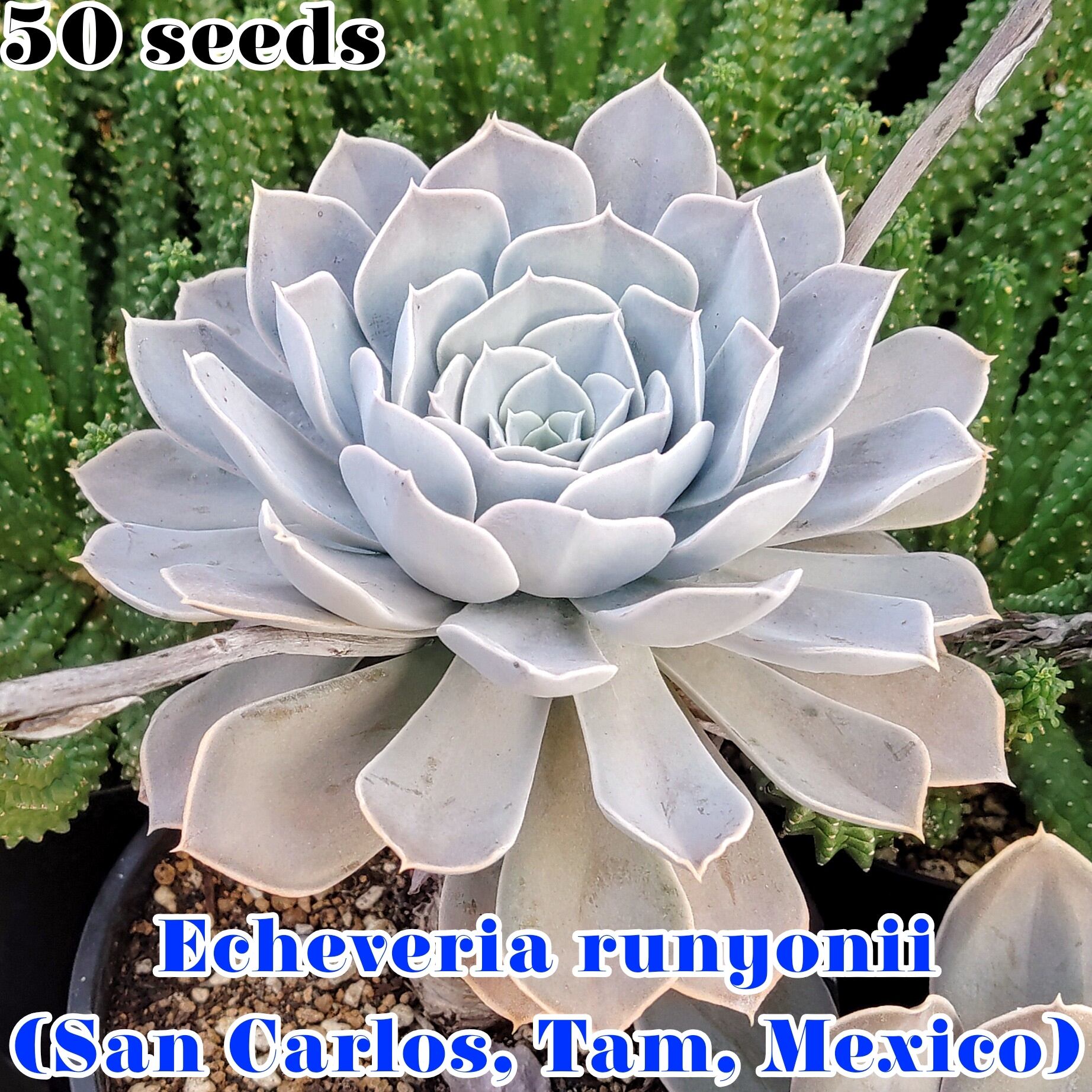 種子/5粒】Haworthiopsis scabra (WMS 169)/ハオルチオプシス