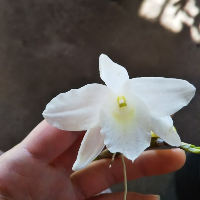デンドロビューム 白9cmポット苗 Hanazukin 花ずきん 農家直送の花苗 シンビジュームの花束