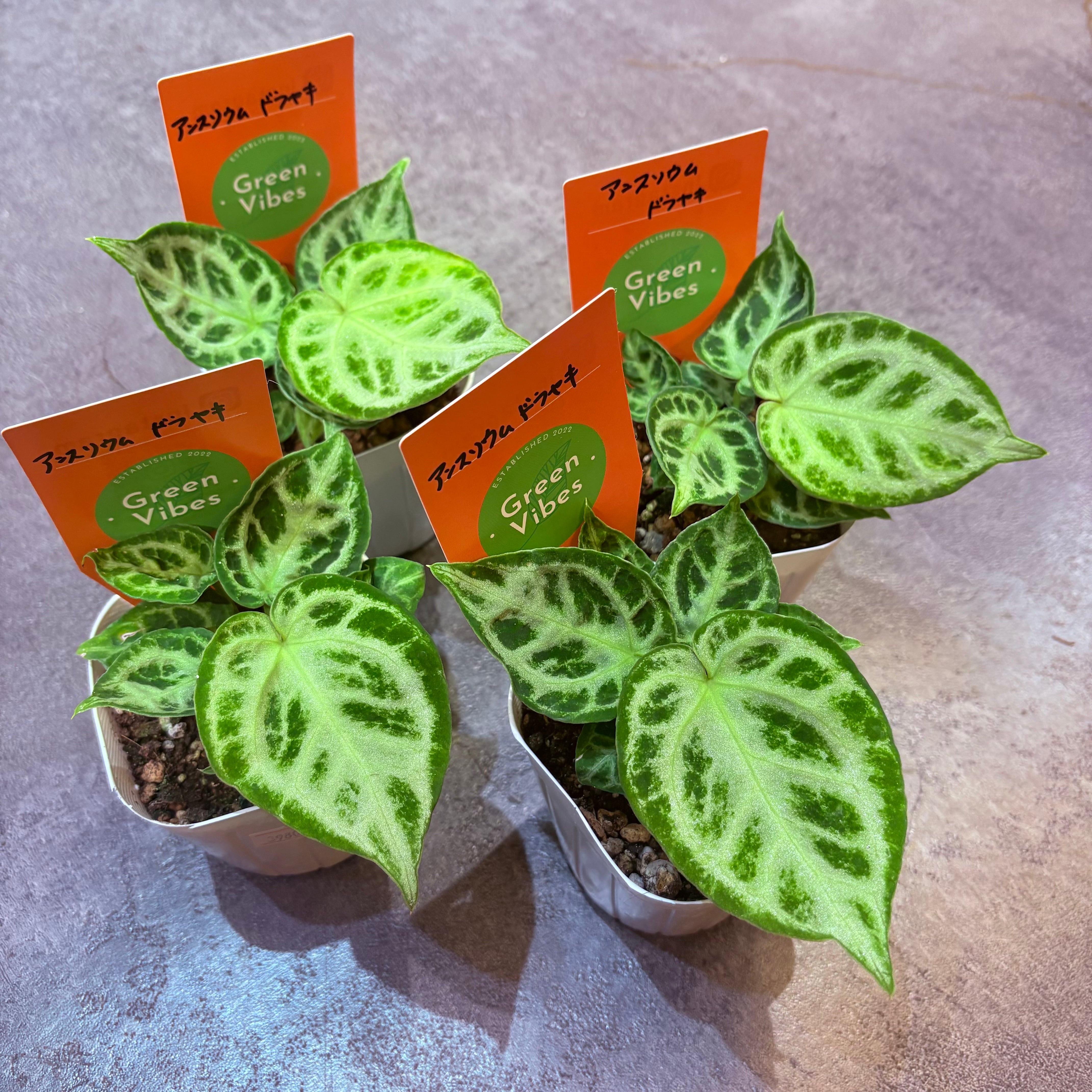 セール中❗️超希少❗️サイズ特大❗️アンスリウムドラヤキ特大新葉展開中✨️ 超希少❗️サイズ特大❗️アンスリウムドラヤキ特大新葉展開中