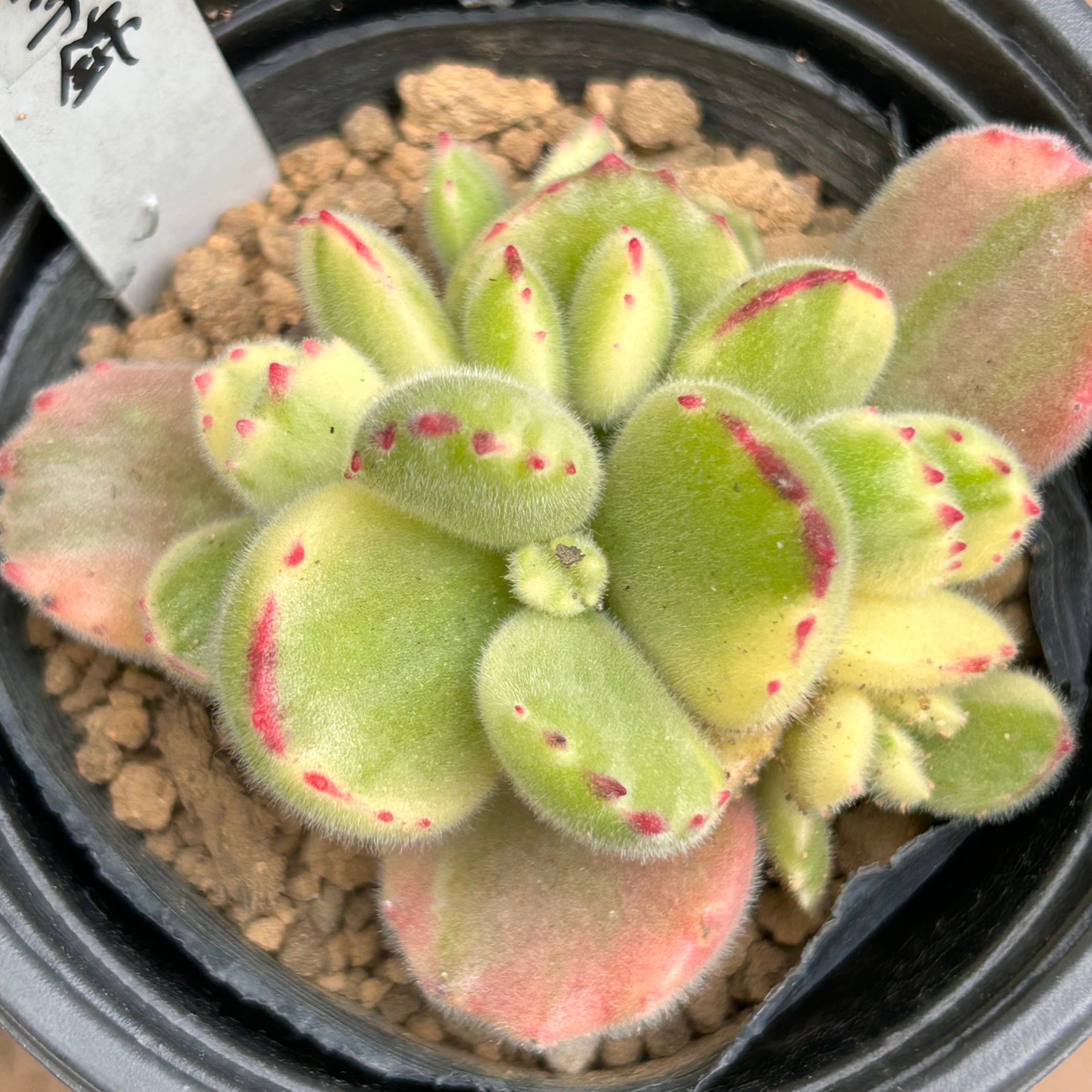 T)熊童子錦 | RuPo 多肉植物専門店