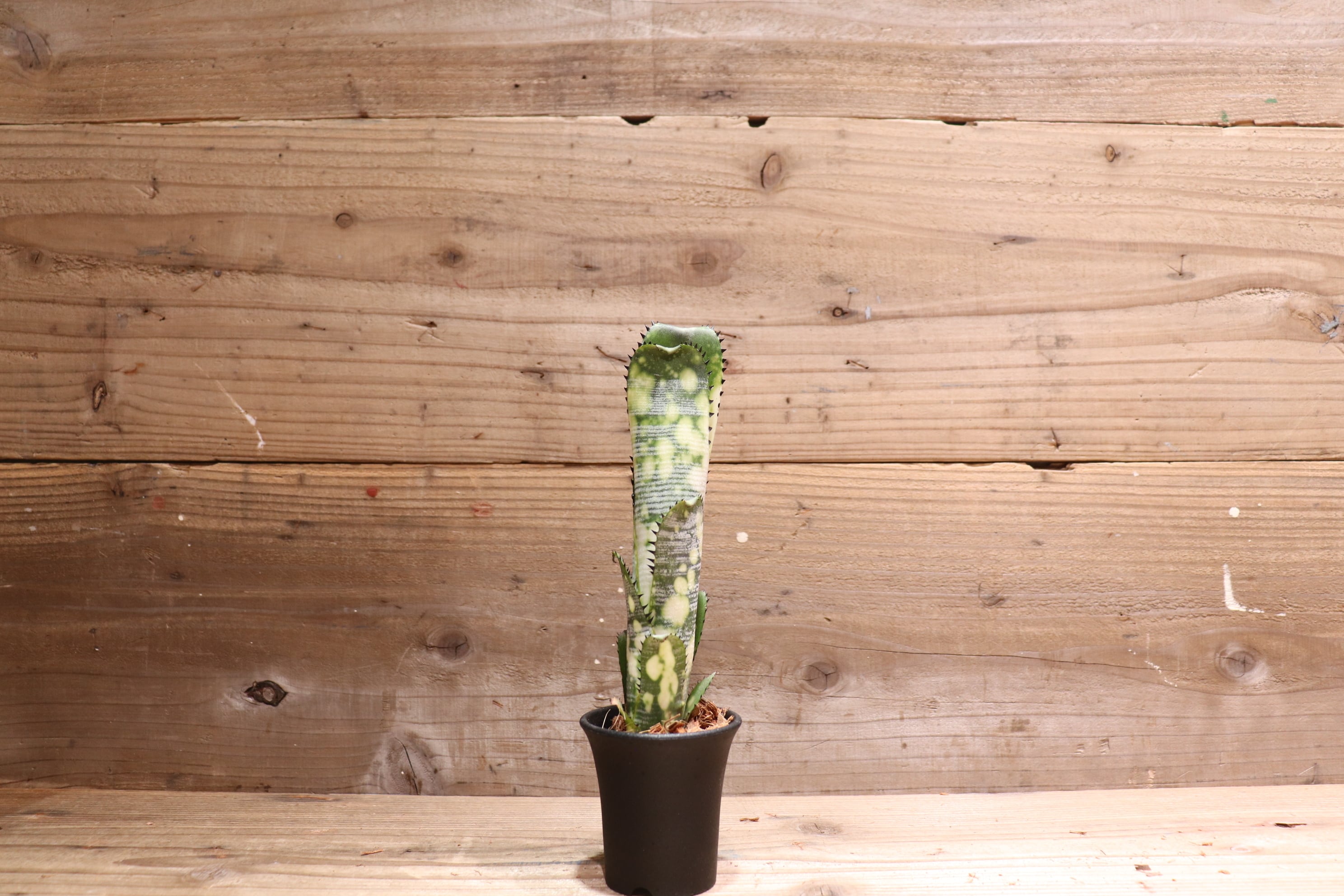 送料無料】 Billbergia 'Domingos Martins' (Original) from Thailand