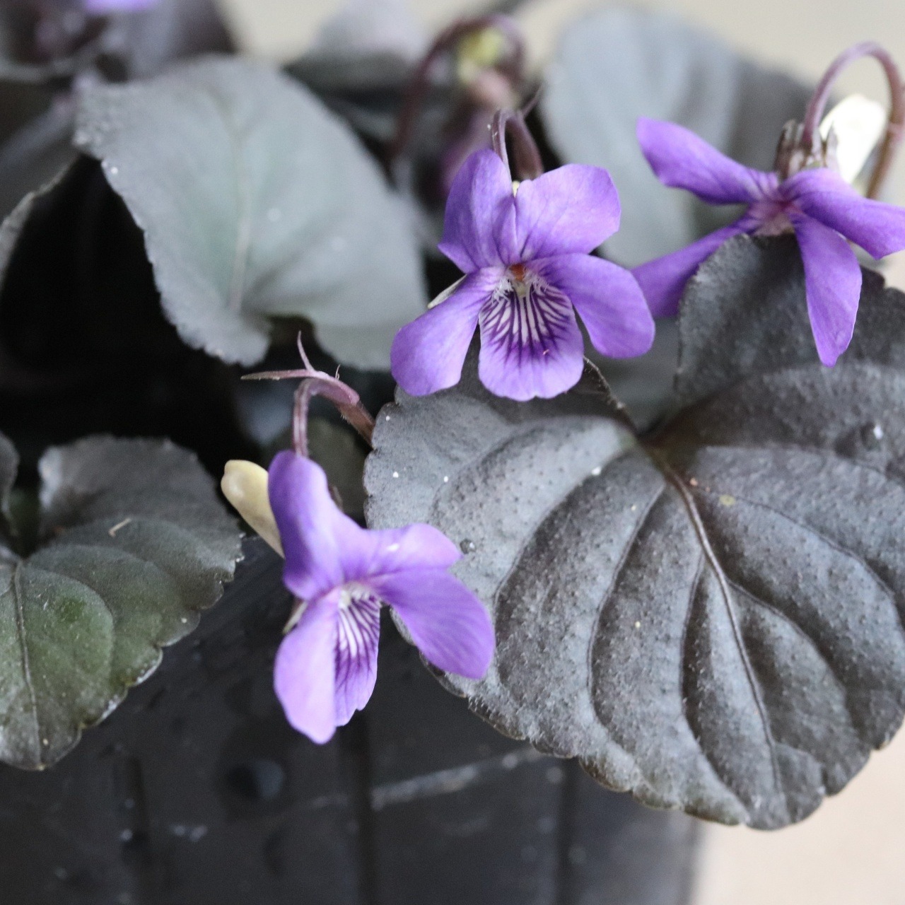 黒葉スミレ　ラブラドリカ　春のお花　小さいお花　ブルー系　宿根草
