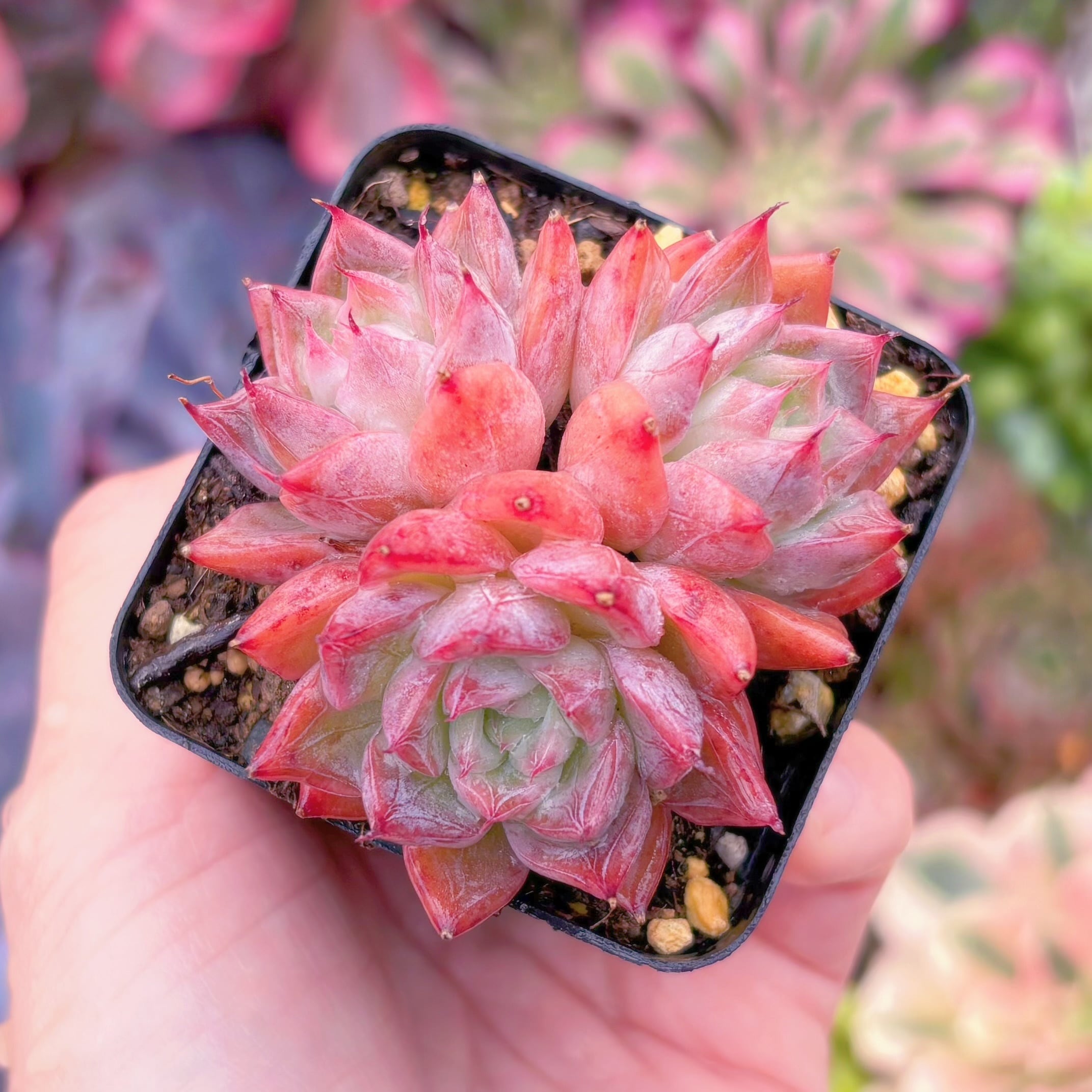 現物　ブラックスワン#664　るる農園