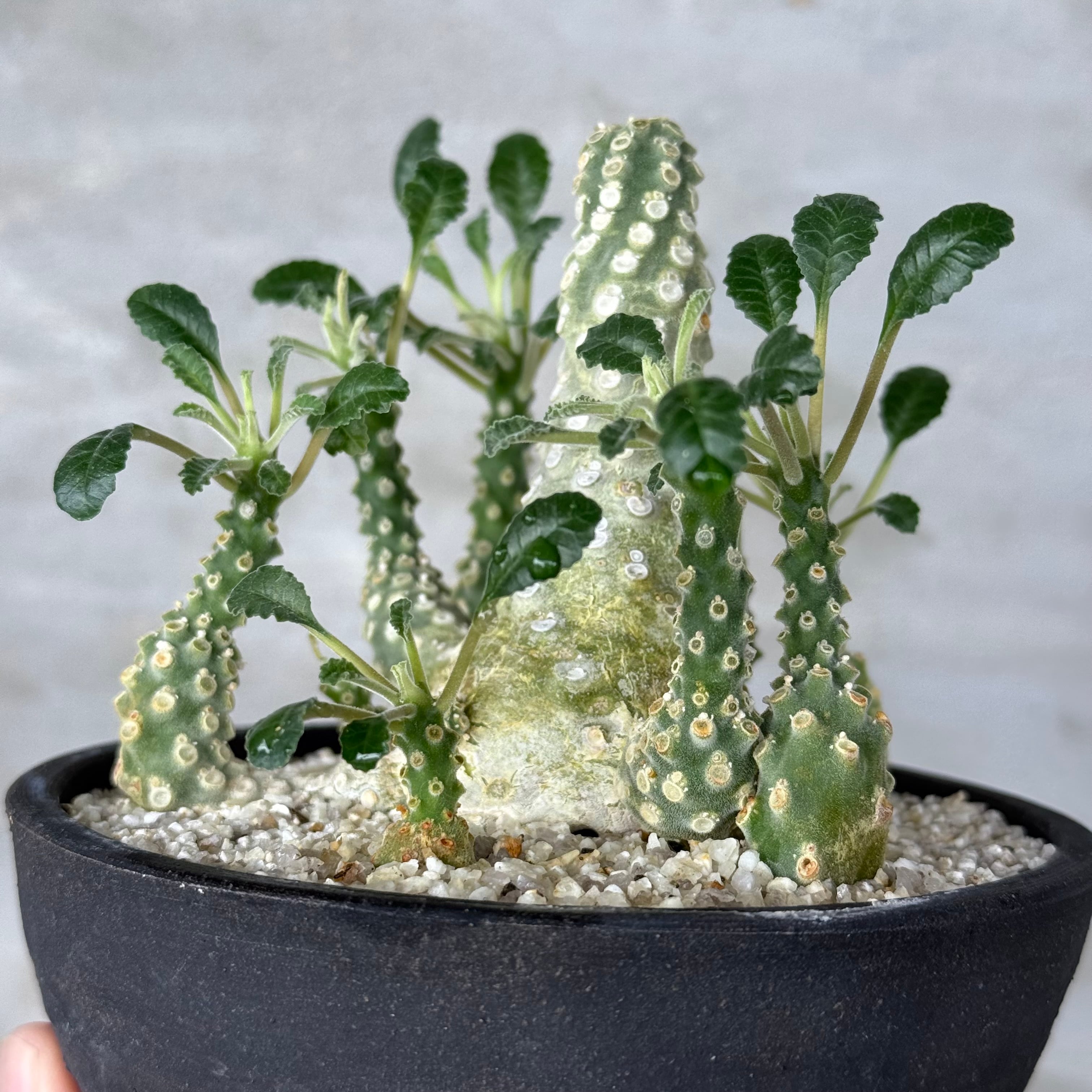 植物 ×鉢】ドルステニア ラブラニー × 陶器鉢 Dorstenia lavrani | A