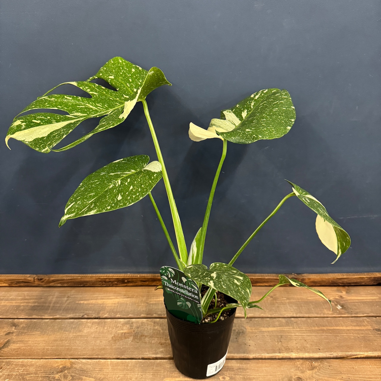 モンステラ タイコンステレーション【565】