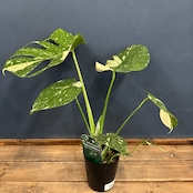 モンステラ タイコンステレーション【565】