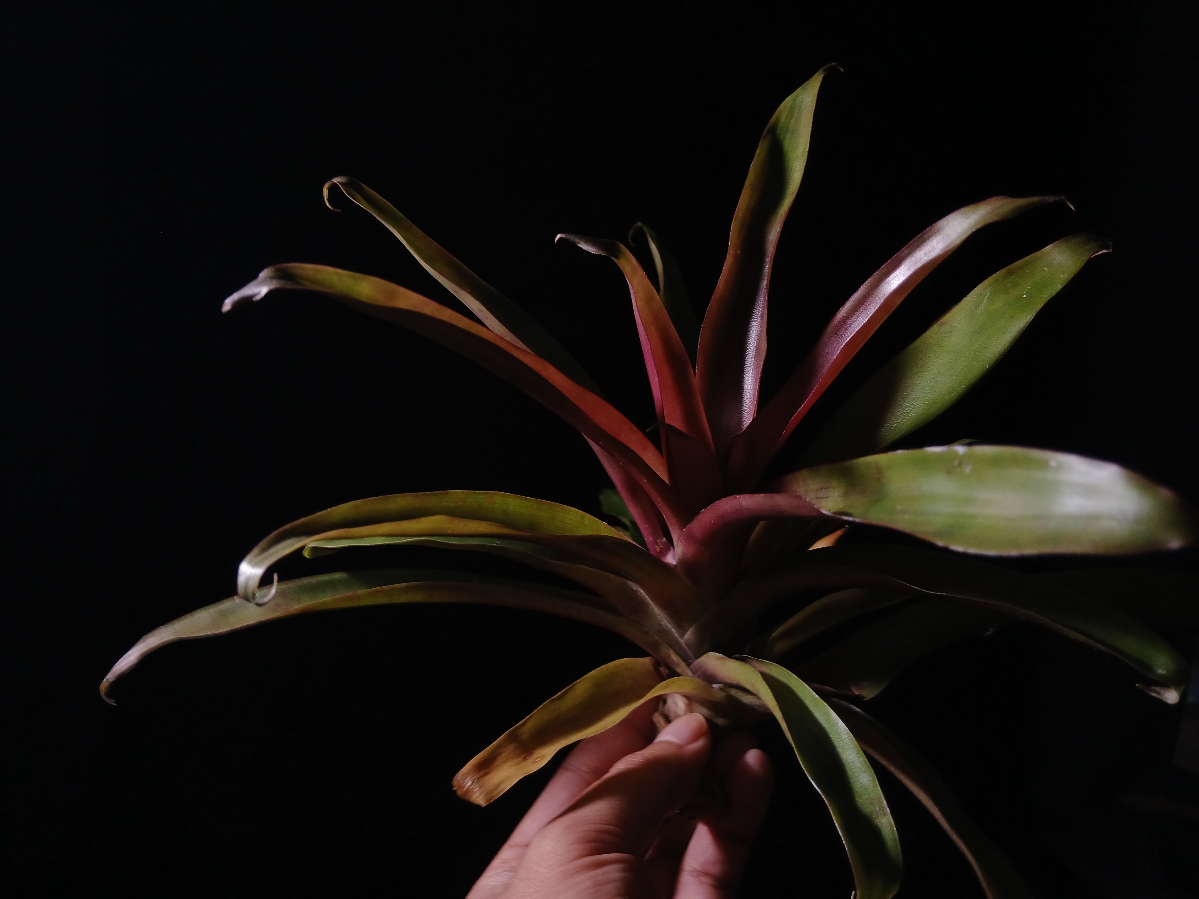 Tillandsia 'Mystery' T'S TROPICALS 実生 | vespergarden