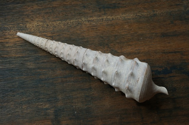 フランス産大型巻貝化石 Campanile auvertianum 2379