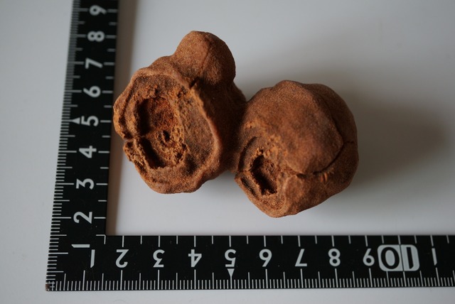 モロッコ産ストロマトライト Stromatolite 1194