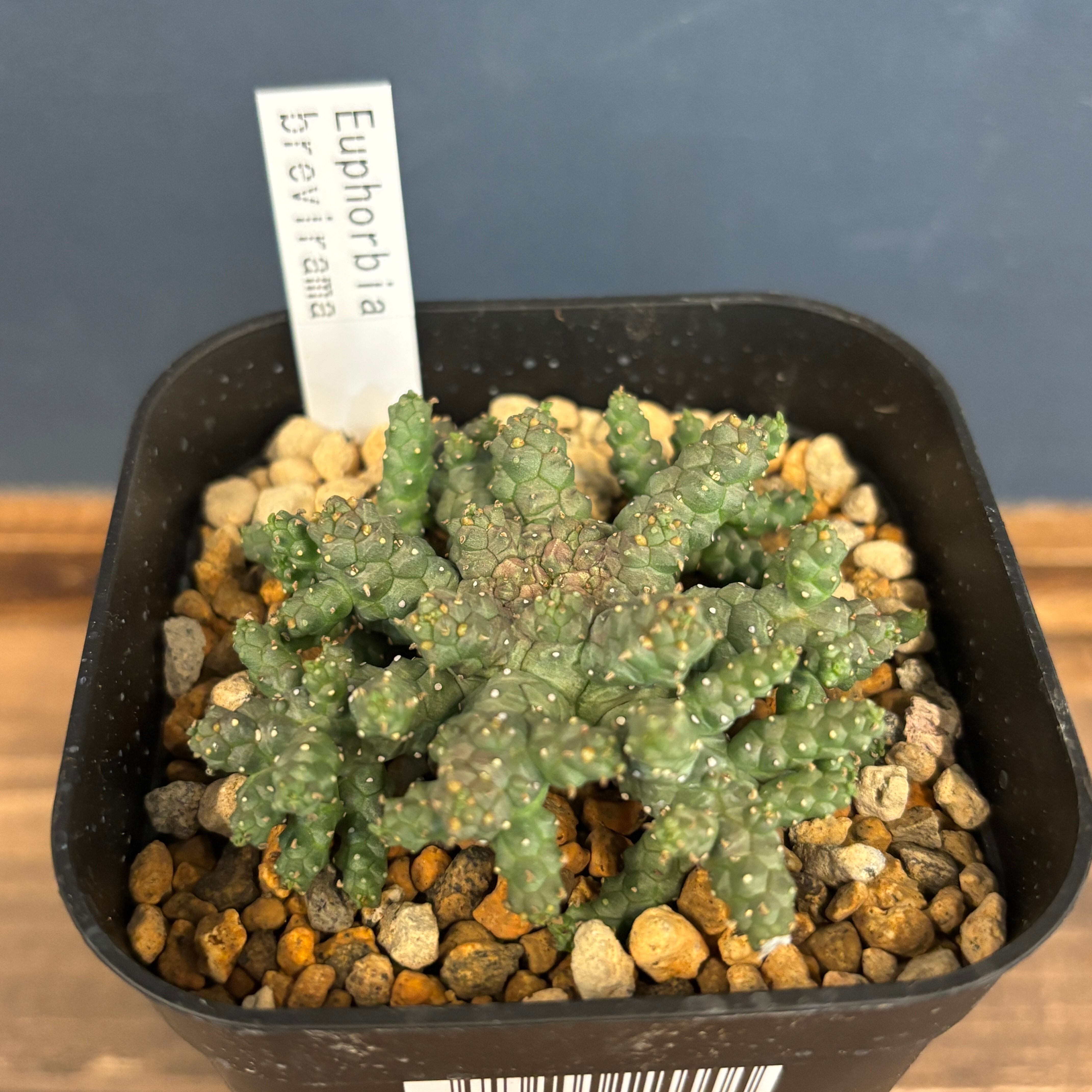 Euphorbia brevirama ユーフォルビア ブレビラマ