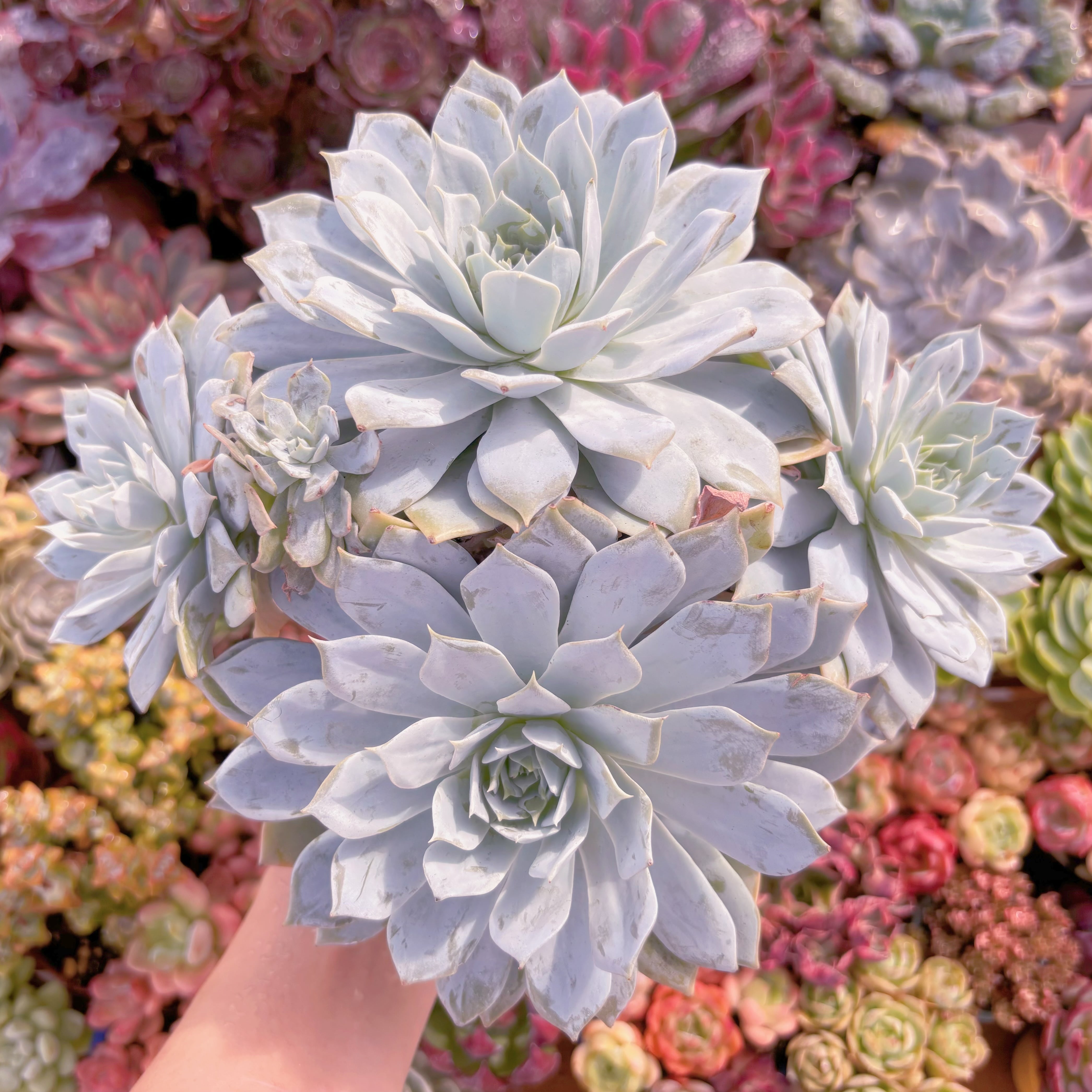 現品　デスメチアナ#888　特特大群生　るる農園