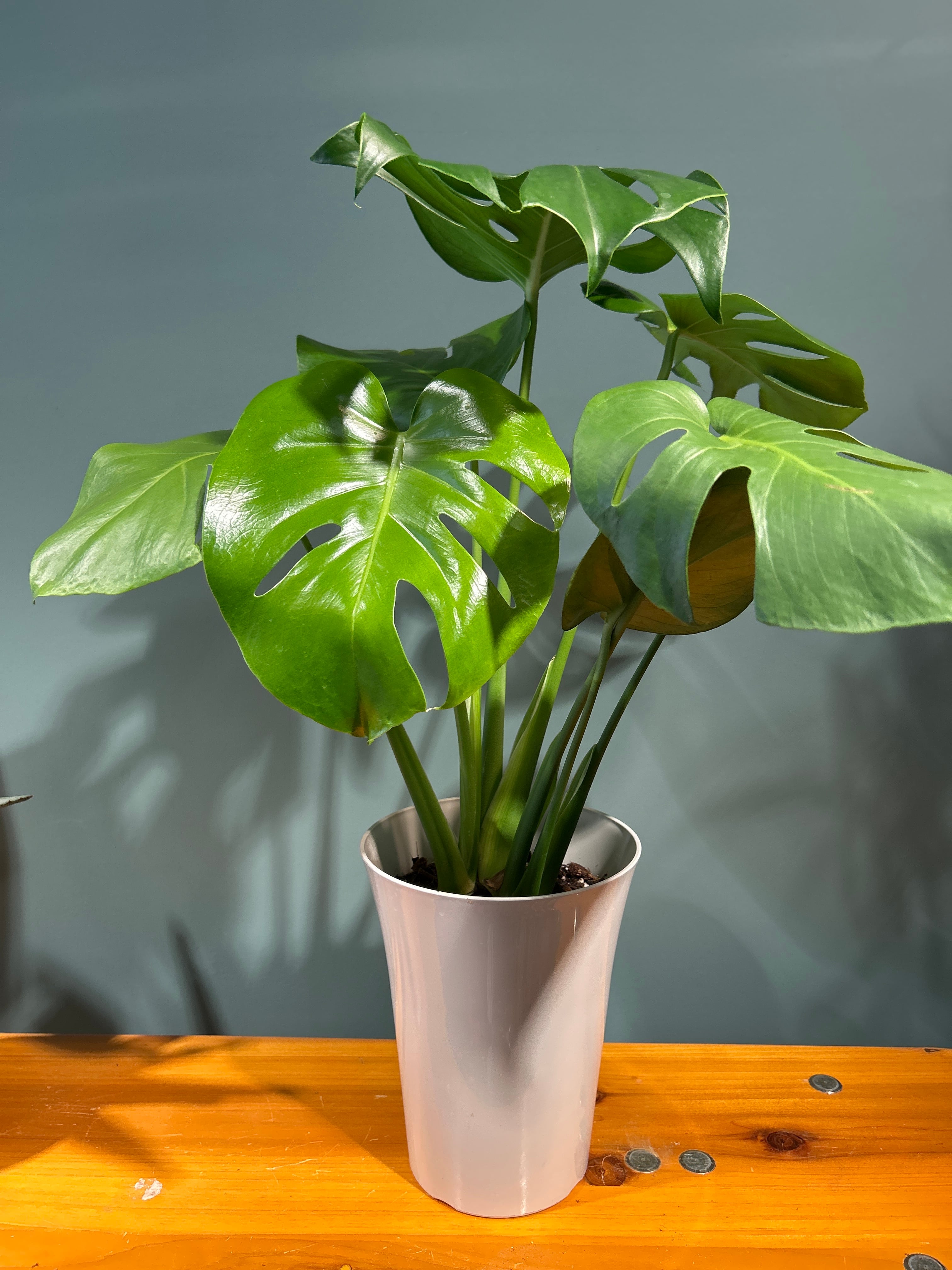 モンステラ 5号 | 植物との暮らし apricot