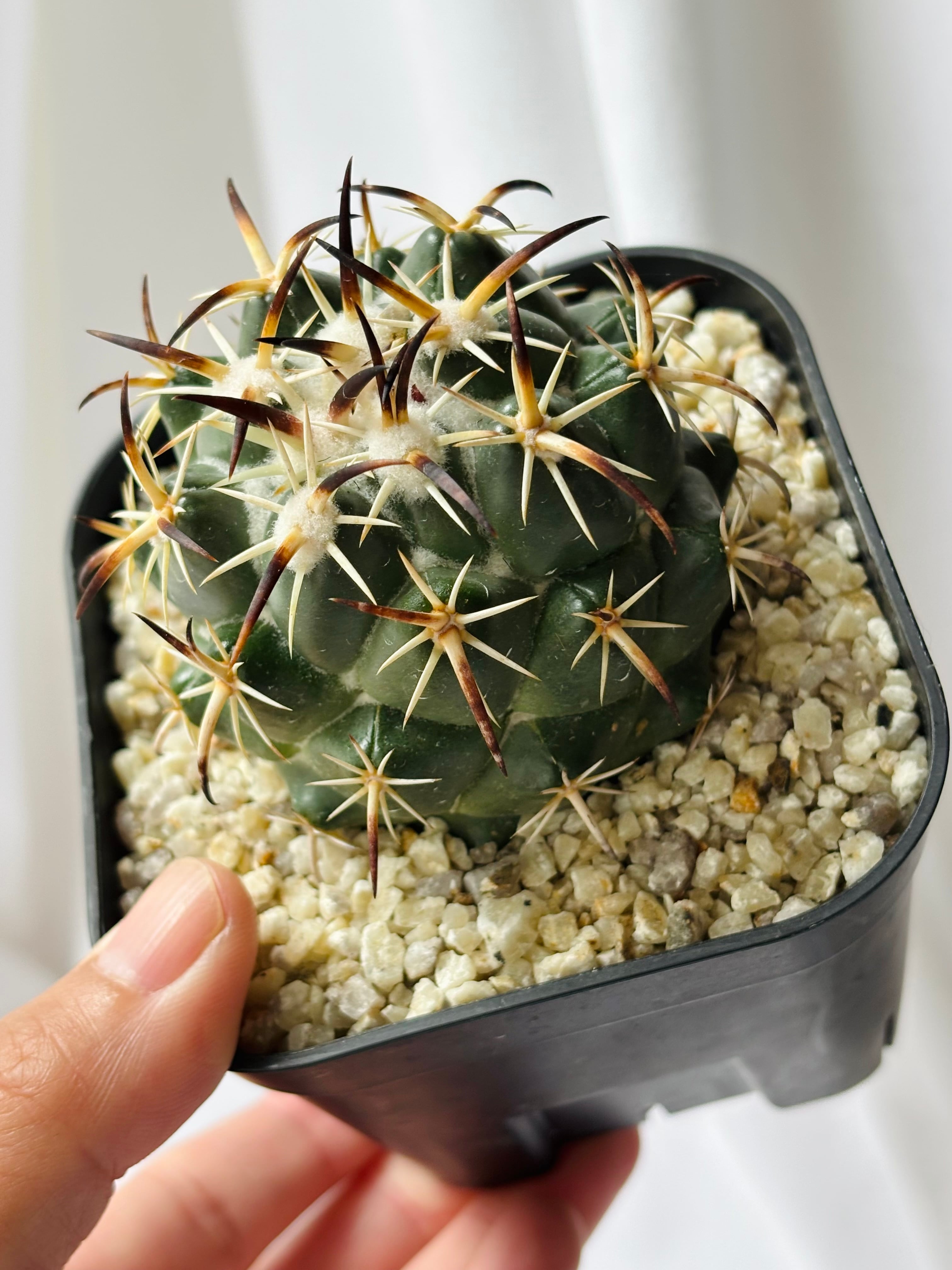 Coryphantha tripugionacantha コリファンタ トリプギオナカンサ