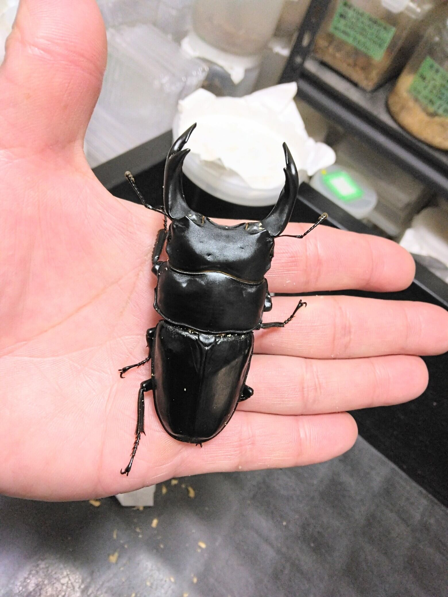 オオクワガタ能勢ＹＧ血統　８４７系１００％　８４．０ｍｍ×５６．０ｍｍ　１ペア（ご本家直系個体） オオクワガタ能勢ＹＧ血統 ８４７系１００％ ♀単品 ５２．１mm（ご