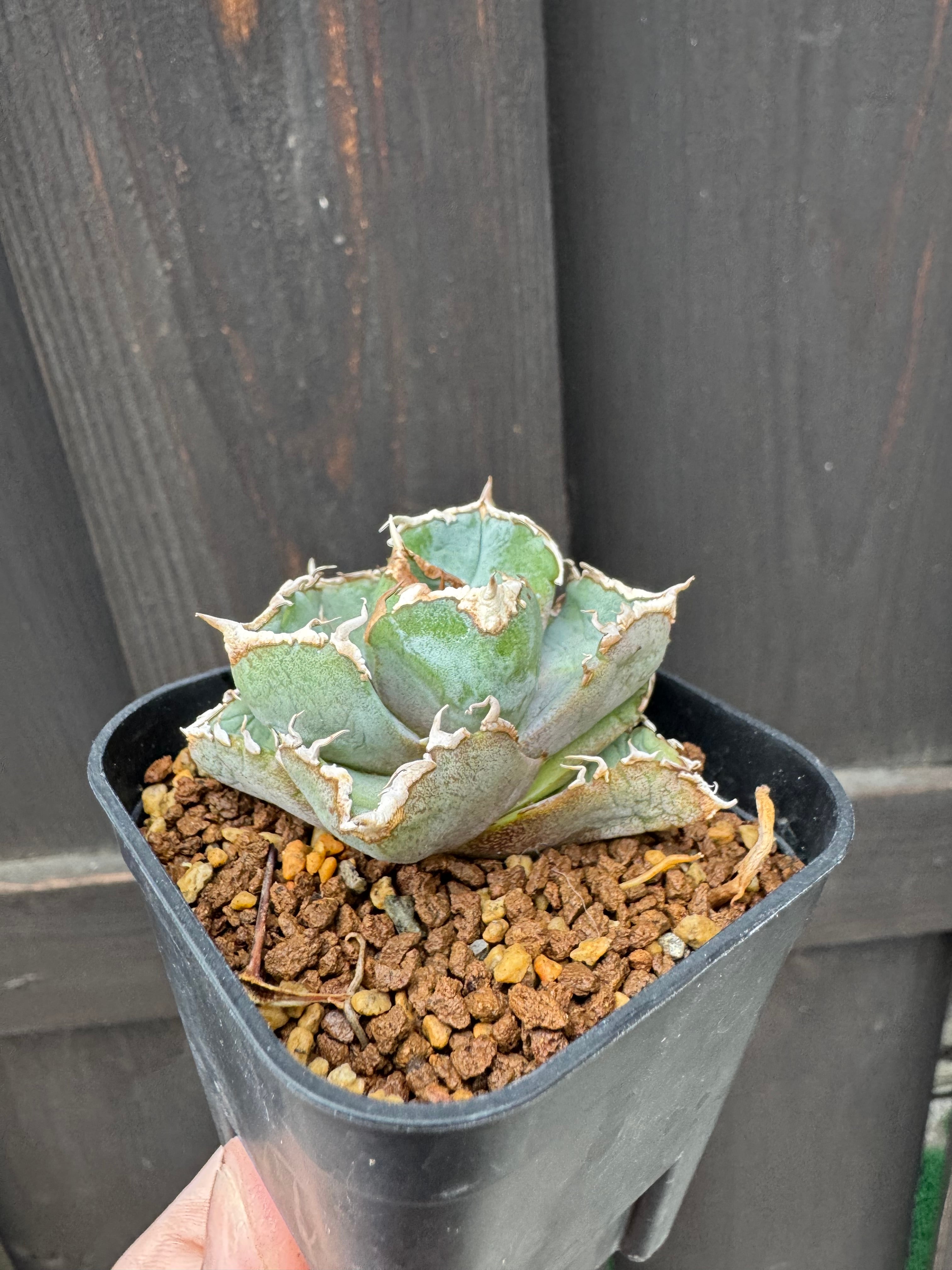 新着】Agave titanota 清桜【極上のOC苗】アガベ チタノタ '清櫻' from