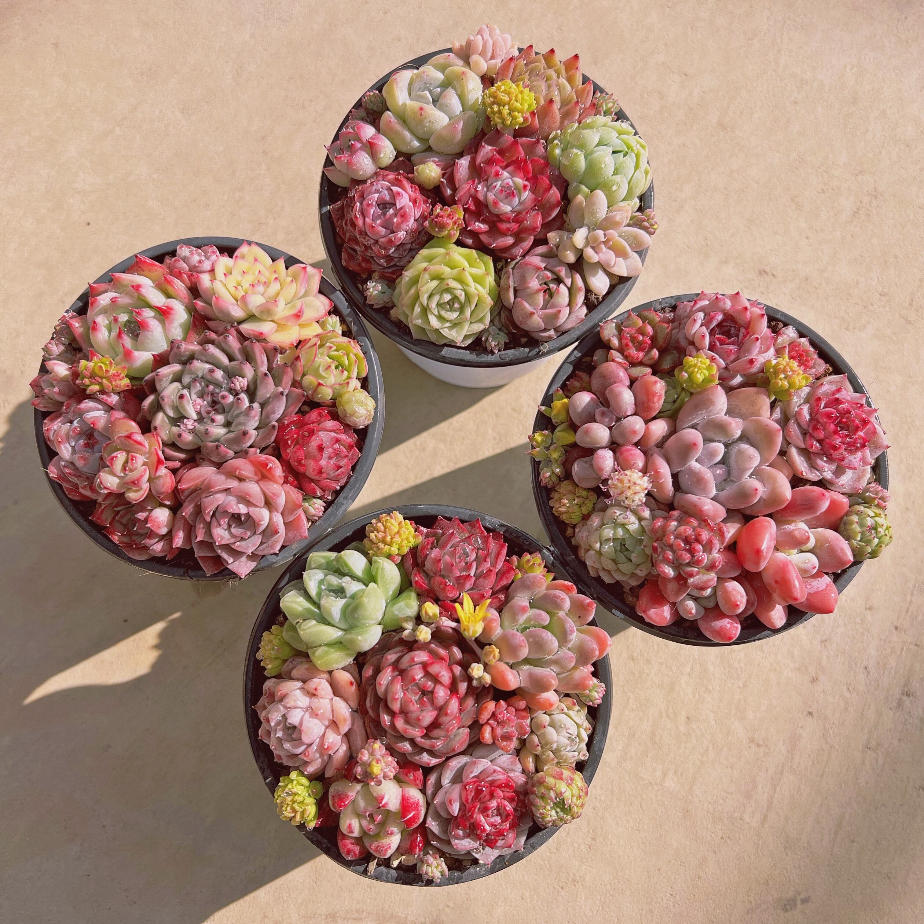 #242 寄せ植えセット