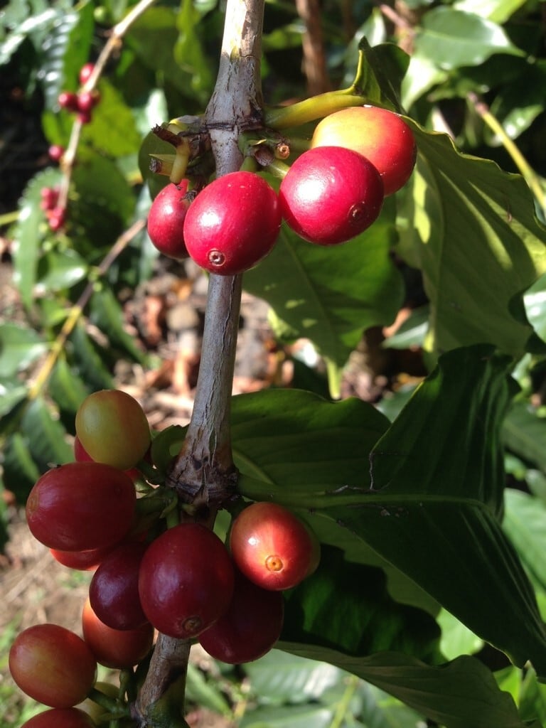 ハワイコナ エクストラファンシー カイナリウ Washed（50g） | 白金台