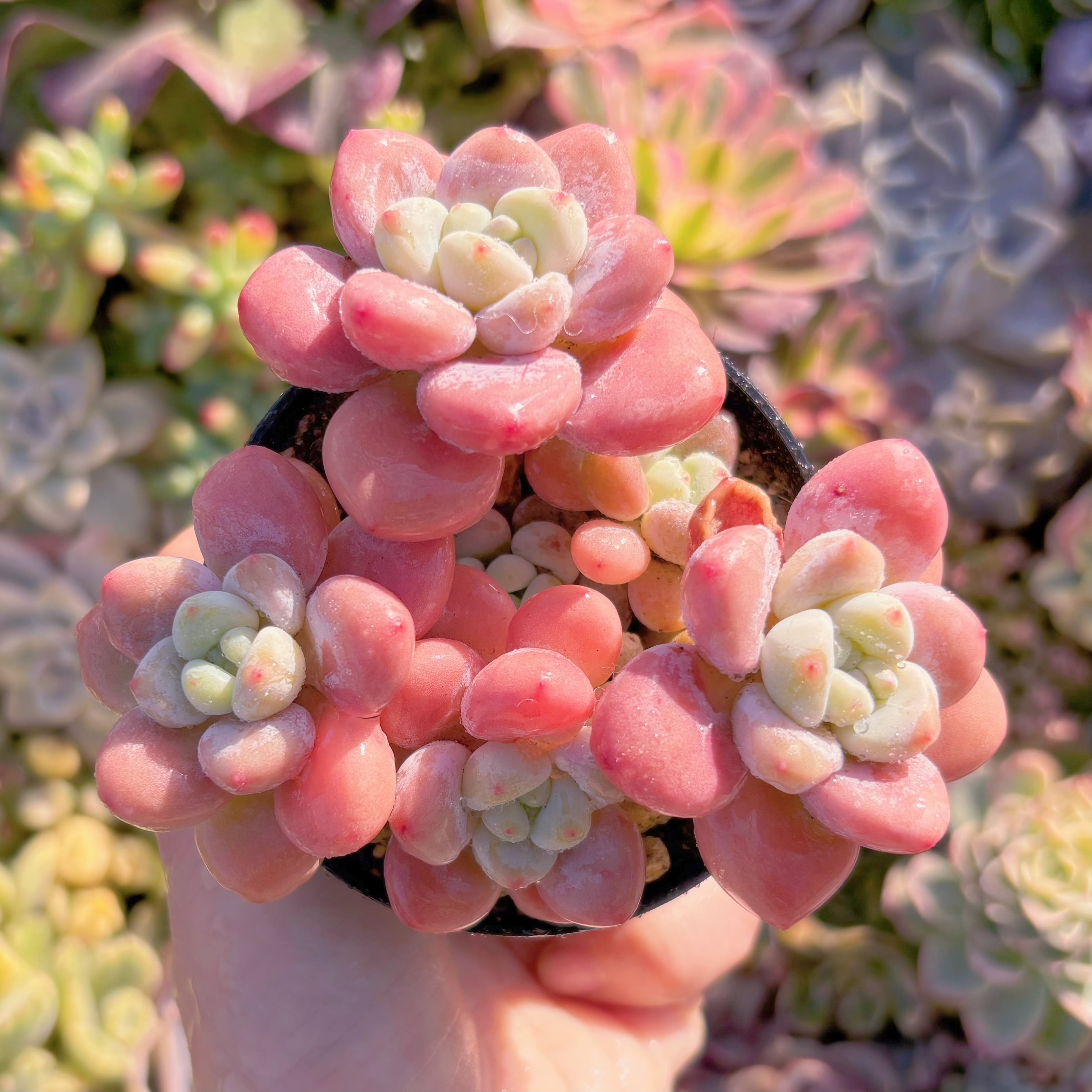 現品　桜花マカロン#M185　群生　新入荷　るる農園