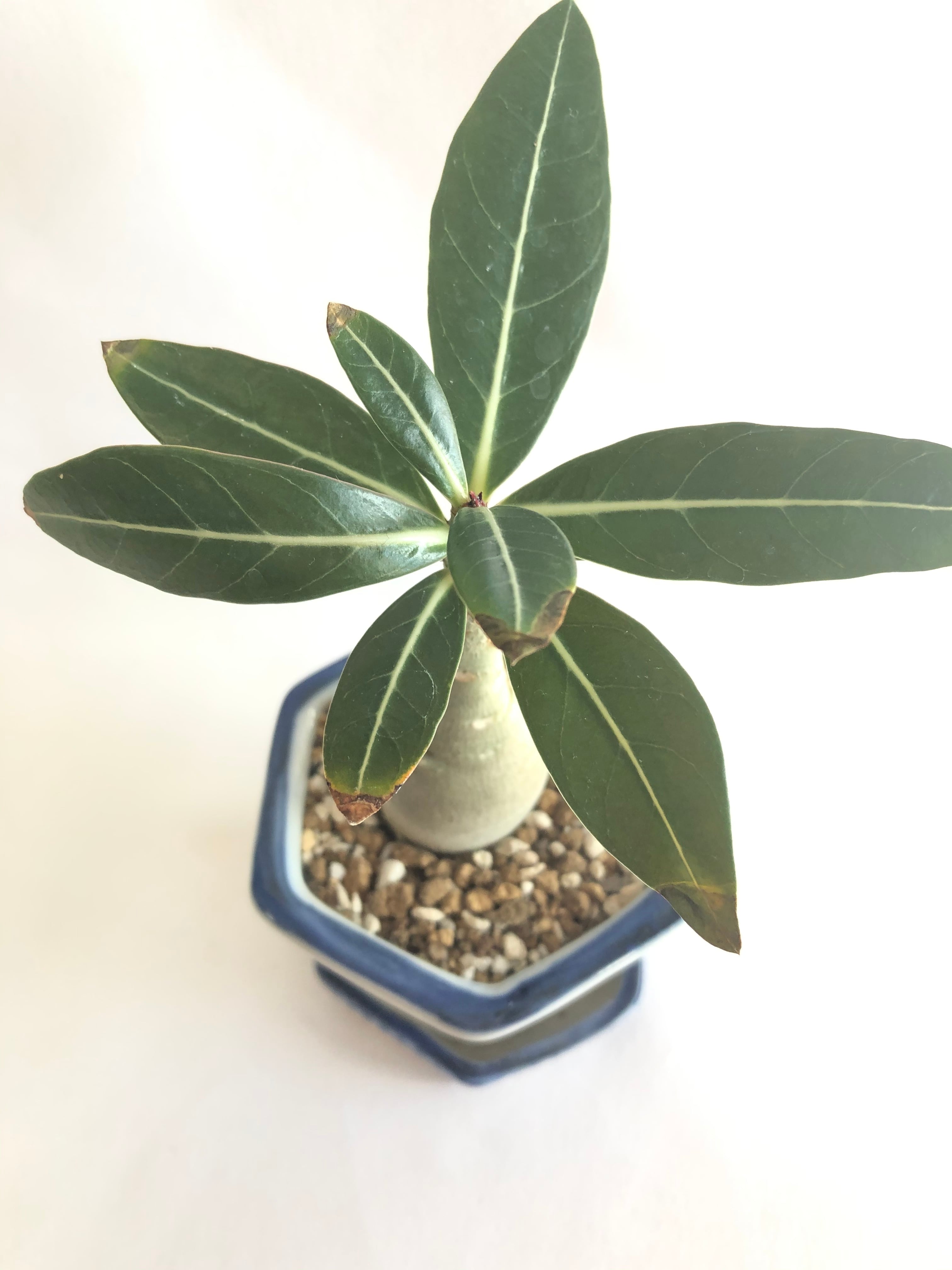 Adenium obesum アデニウム オベスム 塊根植物 コーデックス | plants
