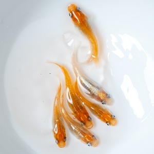 レッドクリフ紅白（オス3匹、メス3匹）（現物出品）Mサイズ【2025年生まれ】