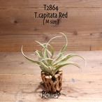 【送料無料】capitata Red M〔エアプランツ〕現品発送T2864