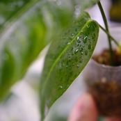 フィロデンドロン パトリシアエ / Philodendron patriciae② / 観葉植物