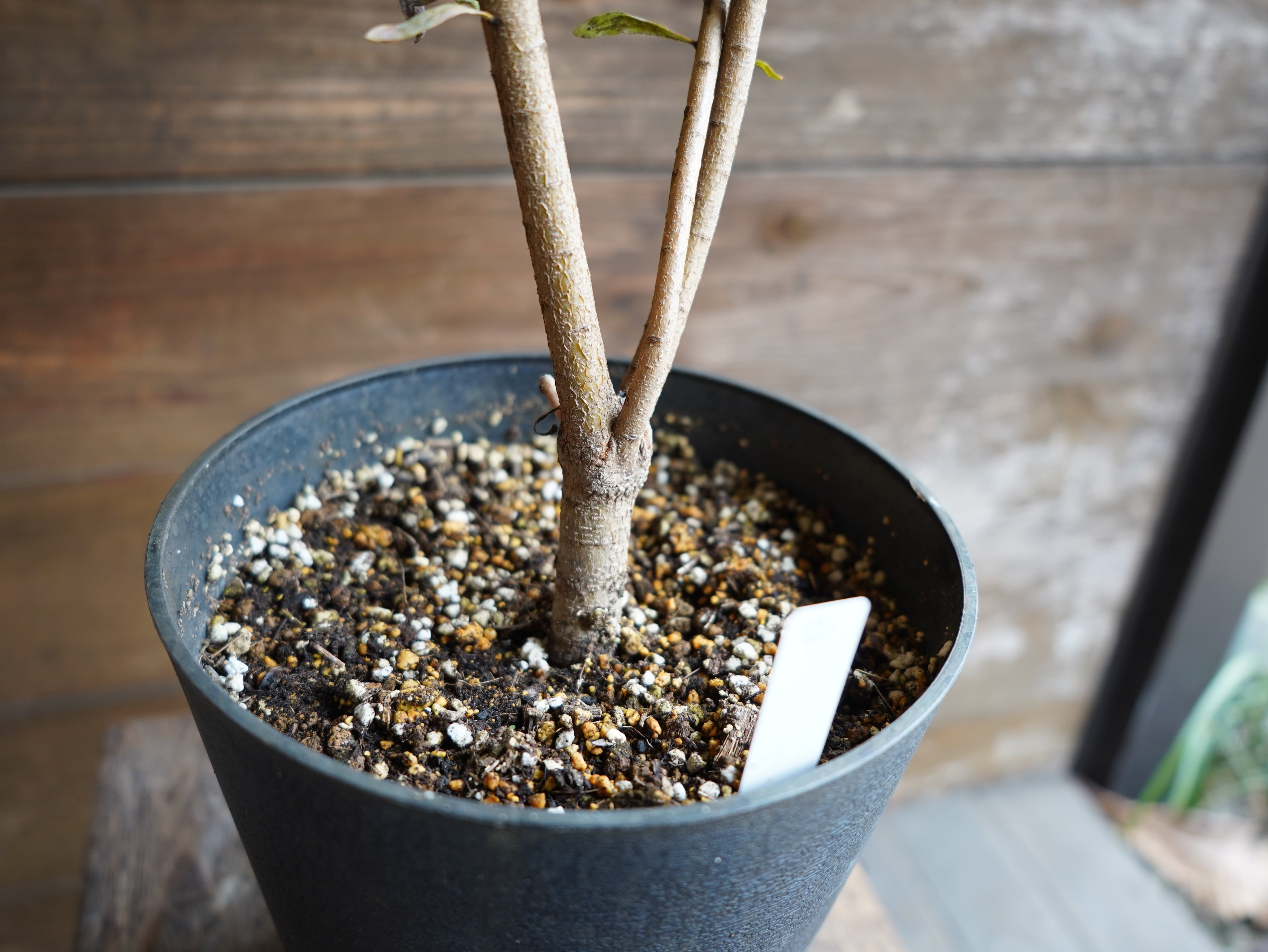 【現物】プロテア ”スザンナエ” C