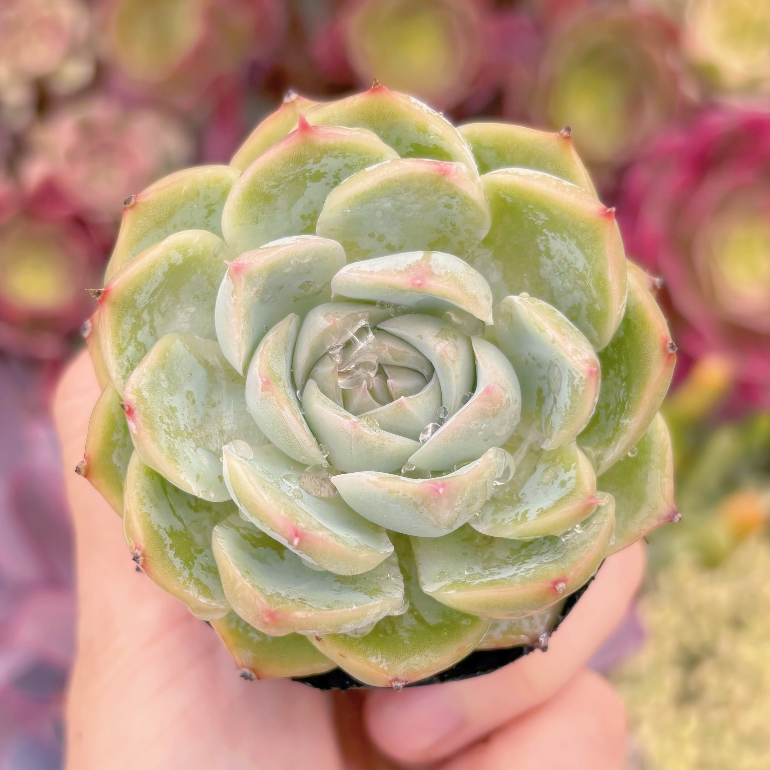 現品　シルエット#F058　るる農園