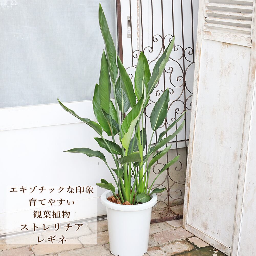 現品販売 観葉植物 ストレリチア レギネ 8号 H110cm 育てやすい 室内