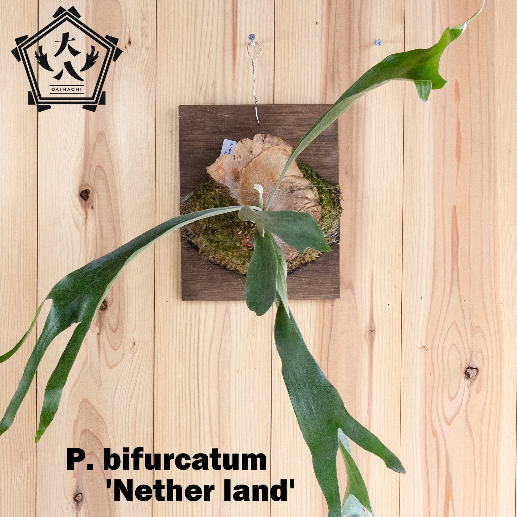 コウモリラン　育成説明書！　ビカクシダ