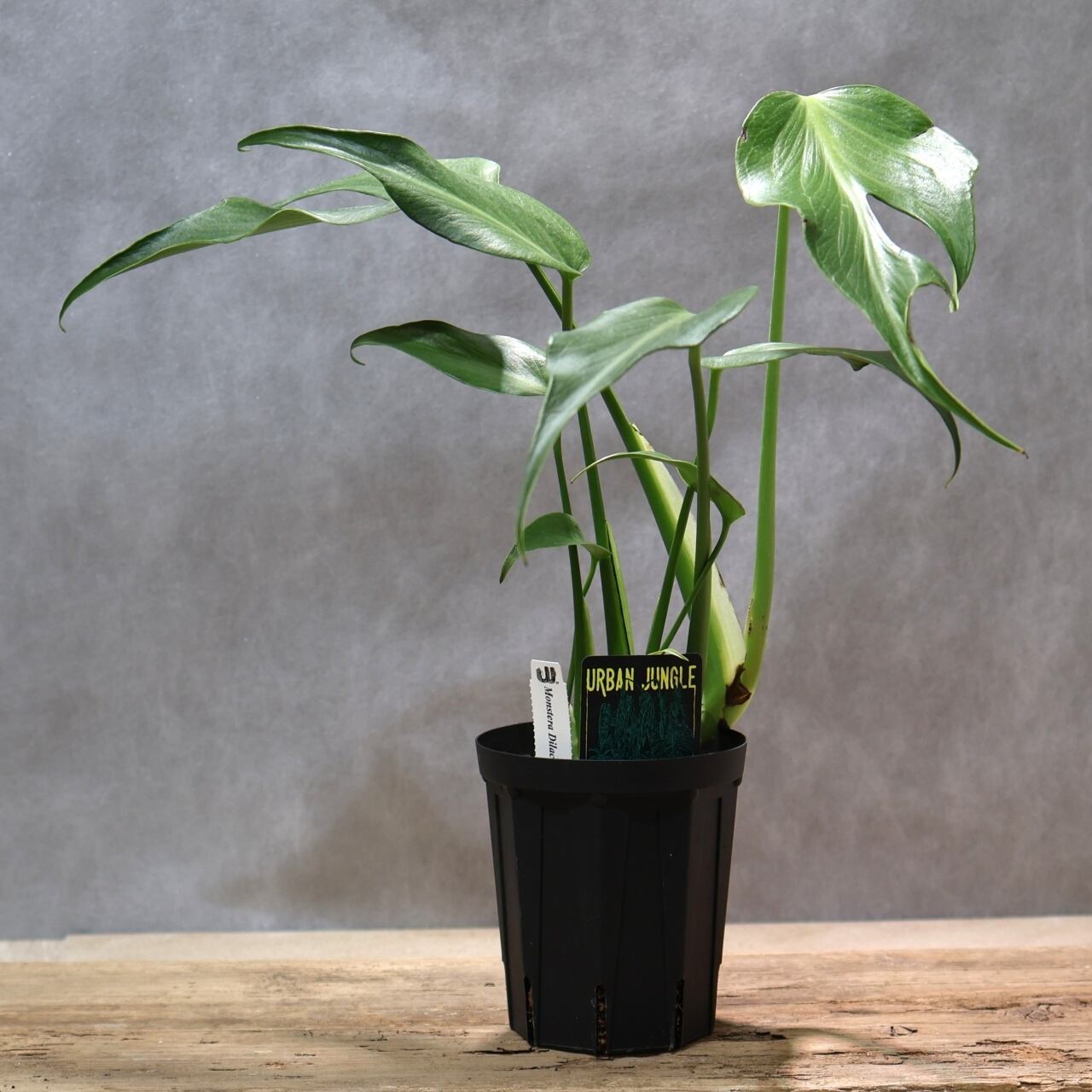 極希少】アロカシア オーレア バリエガータ/ ※陶器鉢カバー