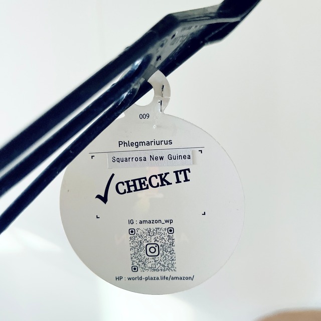 フペルジア・スクアローサ ― 森の雫のように垂れる希少グリーン ― calm cafe