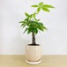 編み込みパキラ　（ねじり）　[観葉植物•1点もの]　
