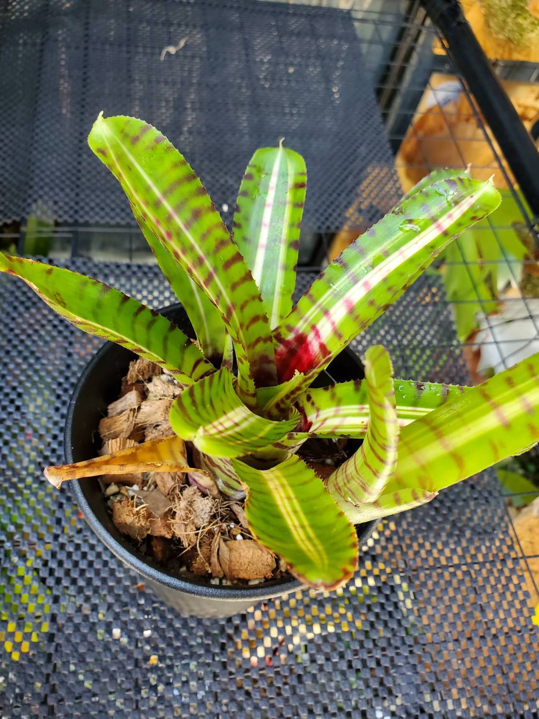 Neoregelia Palmares【artPLANTs】 ネオレゲリア/タンクブロメリア