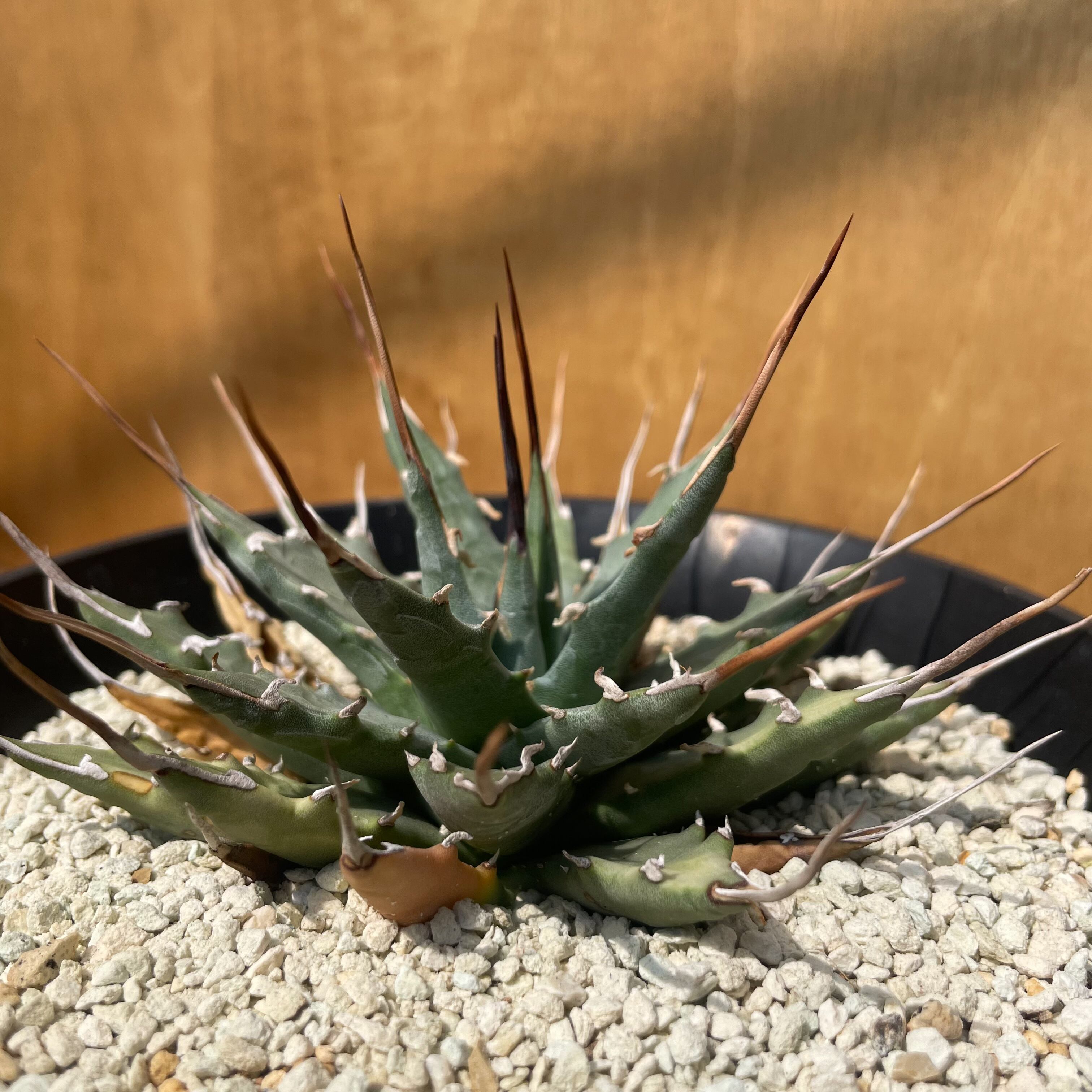 Agave uthaensis var. nevadensis【アガベユタエンシスvar
