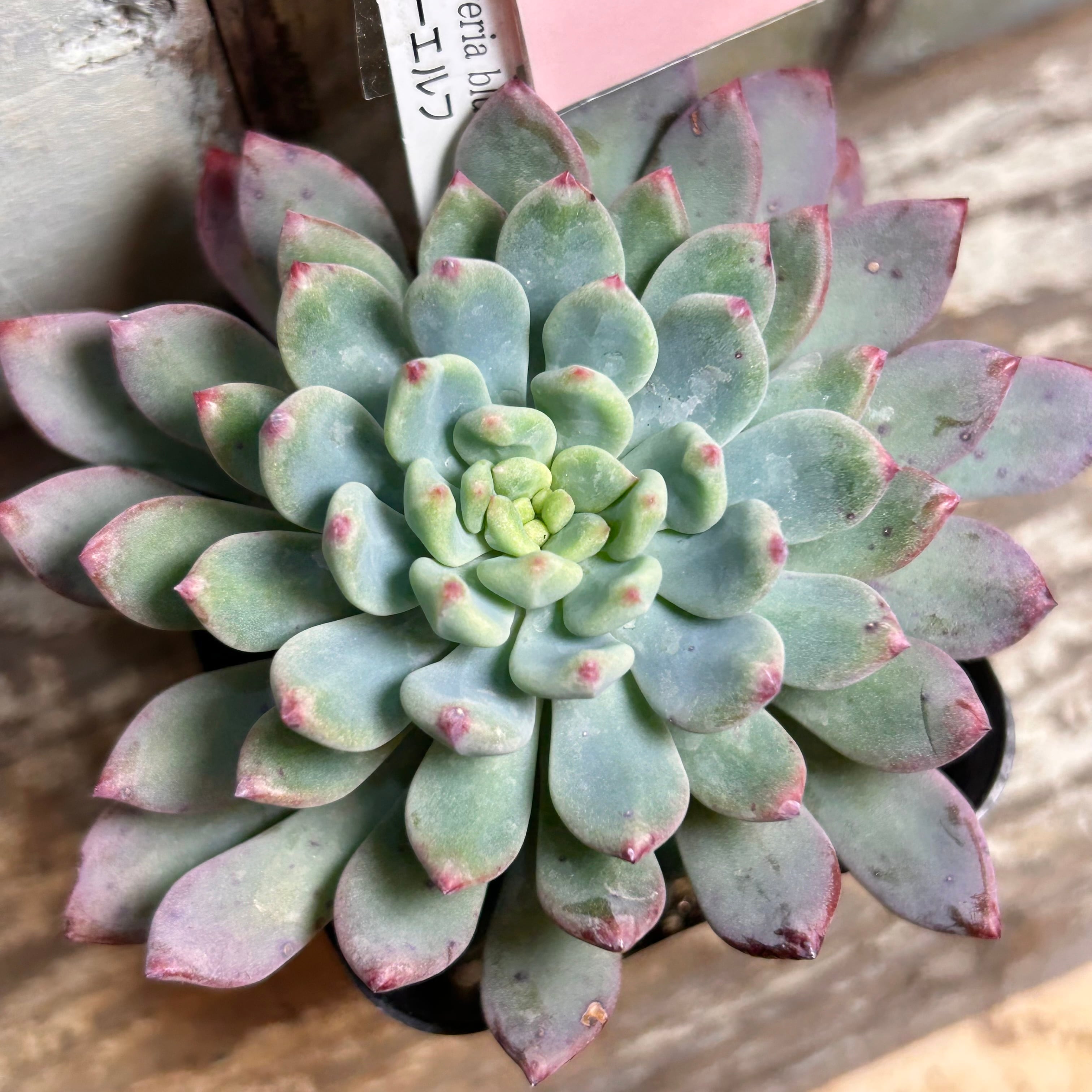 アーノルディ アエオニウム | RuPo 多肉植物専門店