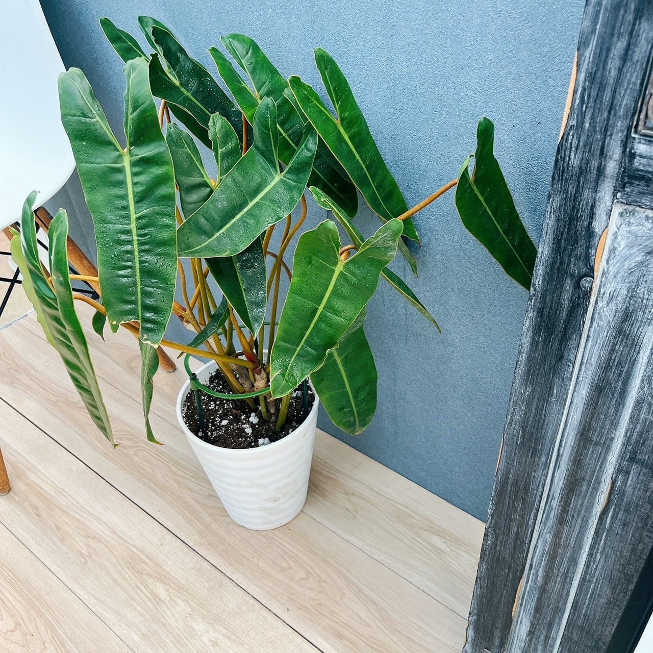 現品］【希少】40番 フィロデンドロン ビレッティア 7号 観葉植物 室内