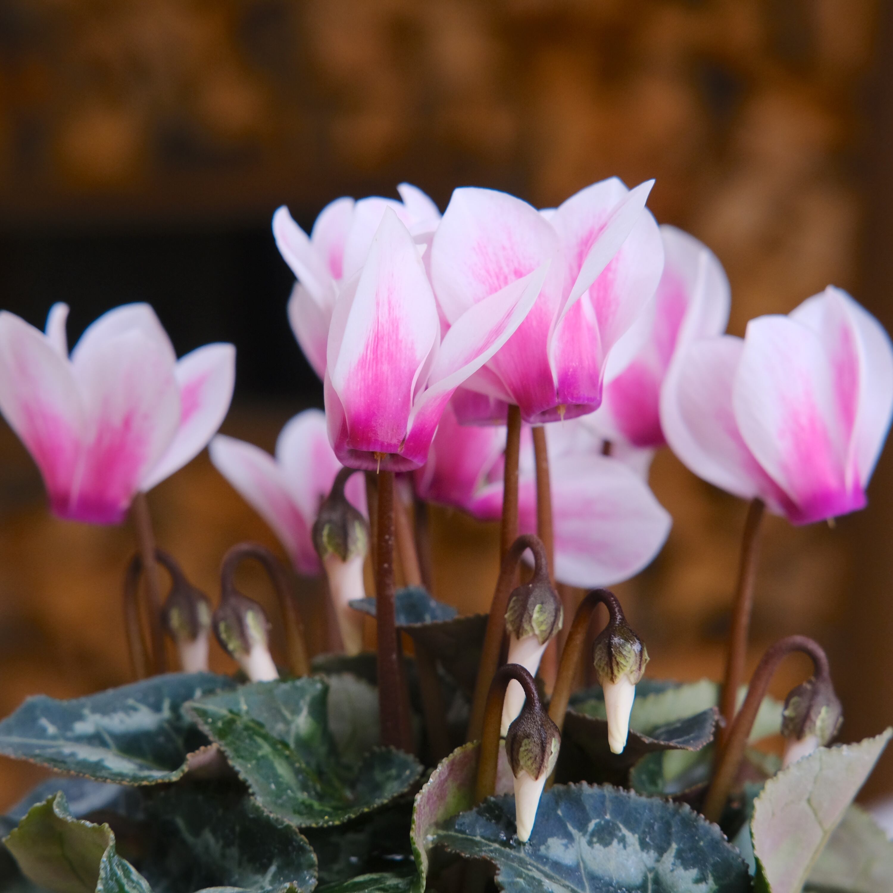 ガーデンシクラメン《 雪うさぎ 》軽井沢育ち 3号鉢 | グリーン