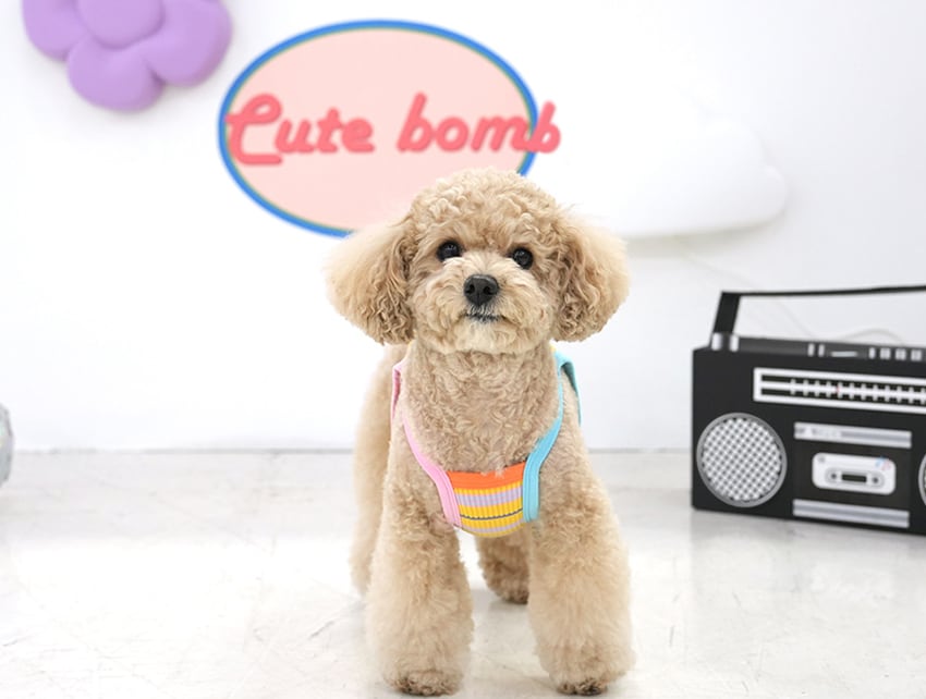 【予約商品5％OFF】cute bomb crop top S ~ XL 2color / 犬服 新作 涼しい 夏 ショート丈 可愛い 犬の服 クロップドトップス お揃い ドッグウェア おパンツカット 袖なし