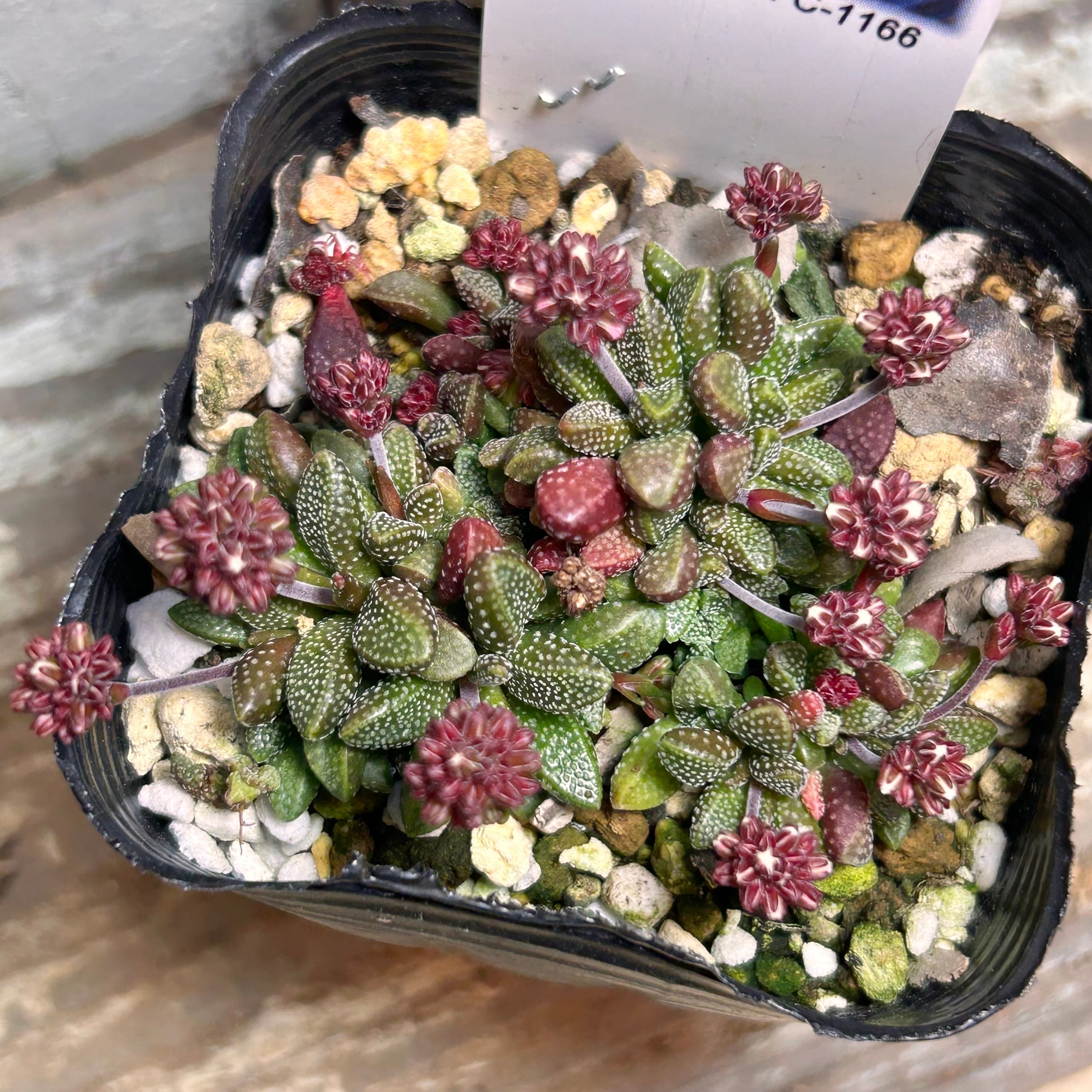 姫稚児 | RuPo 多肉植物専門店