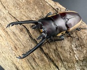 【WF3】《ビソンノコギリ ニューギニア亜種 68mm ペア》